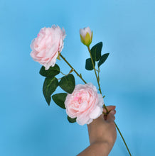 8323b91729aa930fc24082f01ba9407f