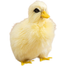 0e314c1498f75cccf133e9134aec3bfc